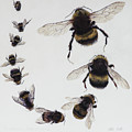Bombus by Odile Kidd Bombus by Odile Kidd