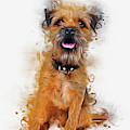 Border Terrier by Ian Mitchell Border Terrier by Ian Mitchell
