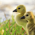 Boston Goslings Photograph by Rob Davies Boston Goslings Photograph by Rob Davies