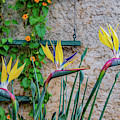 Botanical Art Photograph by Marcy Wielfaert Botanical Art Photograph by Marcy Wielfaert