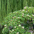 Botanical Garden, Sydney, Australia Photograph by Leslie Struxness Botanical Garden, Sydney, Australia Photograph by Leslie Struxness