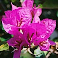 Bouganvilla, Magenta Photograph by Nancy Ayanna Wyatt Bouganvilla, Magenta Photograph by Nancy Ayanna Wyatt