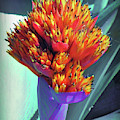 Brash Burst by David Bader Brash Burst by David Bader