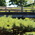 Bridge in Japanese Garden Photograph by Colleen Cornelius Bridge in Japanese Garden Photograph by Colleen Cornelius