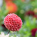 Bright and cheery pompom dahlia Photograph by Anita Nicholson Bright and cheery pompom dahlia Photograph by Anita Nicholson