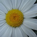Bright flower Photograph by Karin Ravasio Bright flower Photograph by Karin Ravasio