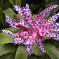 Bromeliad pink, purple, blue flower Photograph by Nancy Ayanna Wyatt Bromeliad pink, purple, blue flower Photograph by Nancy Ayanna Wyatt