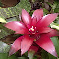 Bromeliad Tillandsioideae Photograph by Nancy Ayanna Wyatt Bromeliad Tillandsioideae Photograph by Nancy Ayanna Wyatt