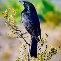 Bronzed Cowbird on Creosote Photograph by Judy Kennedy Bronzed Cowbird on Creosote Photograph by Judy Kennedy