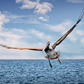 Brown Pelican Number Three Photograph by Endre Balogh Brown Pelican Number Three Photograph by Endre Balogh