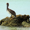 Brown Pelican on the Rocks Photograph by Karen Stansberry Brown Pelican on the Rocks Photograph by Karen Stansberry