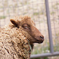Brown Sheep Face 3 by Christy Garavetto