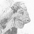 Buffalo Blizzard by Amanda Smith