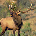 Bull Elk in Rut Bugling Yellowstone Wyoming Wildlife Photograph by Dave Welling Bull Elk in Rut Bugling Yellowstone Wyoming Wildlife Photograph by Dave Welling