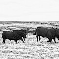 Bulls on the Run by Amanda Smith