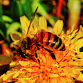 Bumble Bee On Yellow Flower Photograph by Meta Gatschenberger Bumble Bee On Yellow Flower Photograph by Meta Gatschenberger