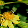 Bumblebee at Work Photograph by Kae Cheatham Bumblebee at Work Photograph by Kae Cheatham