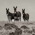 Burros in Sepia Photograph by Randy Robbins Burros in Sepia Photograph by Randy Robbins