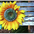 Bursting Photograph by Peggy Dietz Bursting Photograph by Peggy Dietz