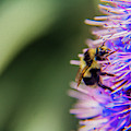 Busy bee Photograph by Stuart Manning Busy bee Photograph by Stuart Manning