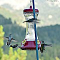 Busy Time at the Feeder Photograph by Dorrene BrownButterfield Busy Time at the Feeder Photograph by Dorrene BrownButterfield