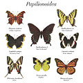 Butterfly Chart by Unknown Butterfly Chart by Unknown