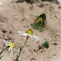 Butterfly Day by Betty Depee Butterfly Day by Betty Depee