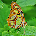 Butterfly Leaf Photograph by Meta Gatschenberger Butterfly Leaf Photograph by Meta Gatschenberger