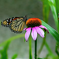 Butterfly on Echinacea Photograph by Cathy Kovarik Butterfly on Echinacea Photograph by Cathy Kovarik