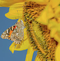 Butterfly on Sunflower Photograph by Cheryl Baxter Butterfly on Sunflower Photograph by Cheryl Baxter