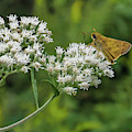 Butterfly or Moth Photo Photograph by Louis Dallara Butterfly or Moth Photo Photograph by Louis Dallara