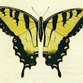 Butterfly Mixed Media by Unknown Butterfly Mixed Media by Unknown