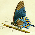 butterfy detail - Papilio Philenor Mixed Media by Unknown butterfy detail - Papilio Philenor Mixed Media by Unknown