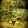 By The Little Tree - Lake Carasaljo by Angie Tirado By The Little Tree - Lake Carasaljo by Angie Tirado