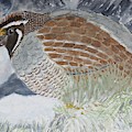 CA Mountain Quail by Patricia Novack CA Mountain Quail by Patricia Novack