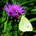 Cabbage White and Purple Photograph by Linda Stern Cabbage White and Purple Photograph by Linda Stern