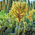 Cactus Garden Phoenix Arizona by Edward Fielding Cactus Garden Phoenix Arizona by Edward Fielding