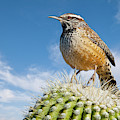 Cactus Wren on a Saguaro Cactus Photograph by Jeff Goulden Cactus Wren on a Saguaro Cactus Photograph by Jeff Goulden