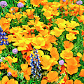 California Poppies and Betham Lupines Southern California Photograph by Dave Welling California Poppies and Betham Lupines Southern California Photograph by Dave Welling