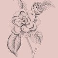 Camellia Blush Pink Flower by Naxart Studio Camellia Blush Pink Flower by Naxart Studio