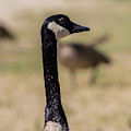 Canadian goose, Mississippi River State Park Photograph by Julieta Belmont Canadian goose, Mississippi River State Park Photograph by Julieta Belmont