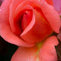 Capron Park Rose Photograph by Linda Bonaccorsi Capron Park Rose Photograph by Linda Bonaccorsi