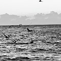 Captiva Island Sunset Seabirds Feasting Noir Black and White Photograph by Shelly Tschupp Captiva Island Sunset Seabirds Feasting Noir Black and White Photograph by Shelly Tschupp