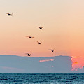 Captiva Island Seabirds Looking for Fish Photograph by Shelly Tschupp Captiva Island Seabirds Looking for Fish Photograph by Shelly Tschupp