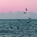 Captiva Island Sunset Seagulls Feast 3 Photograph by Shelly Tschupp Captiva Island Sunset Seagulls Feast 3 Photograph by Shelly Tschupp