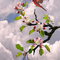 Cardinal In Apple Tree by Spadecaller Cardinal In Apple Tree by Spadecaller