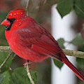 Cardinal in Winter Photograph by Linda Stern Cardinal in Winter Photograph by Linda Stern