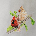 Cardinal Pair Drawing by Karrie J Butler Cardinal Pair Drawing by Karrie J Butler