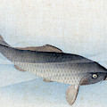 Carp Painting by Shusei Carp Painting by Shusei