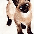 Cat Malcolm by Suzann Sines Cat Malcolm by Suzann Sines